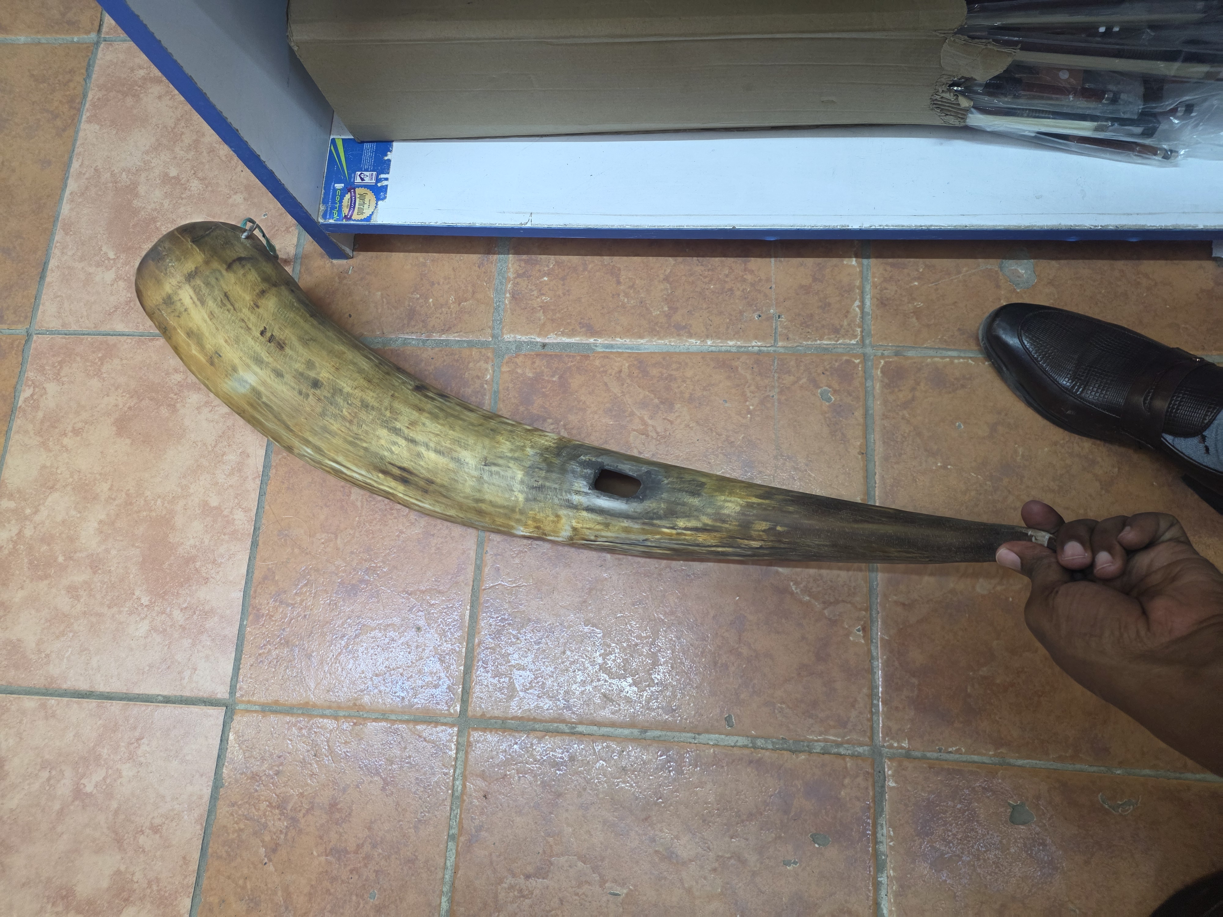 Straight  horn Coro